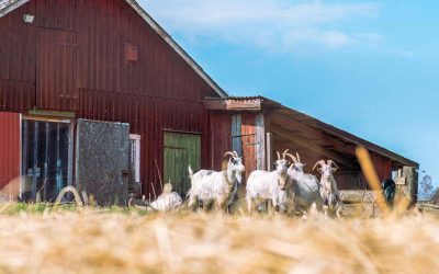 From Farm to Table: Discover Fresh Living Every Single Day